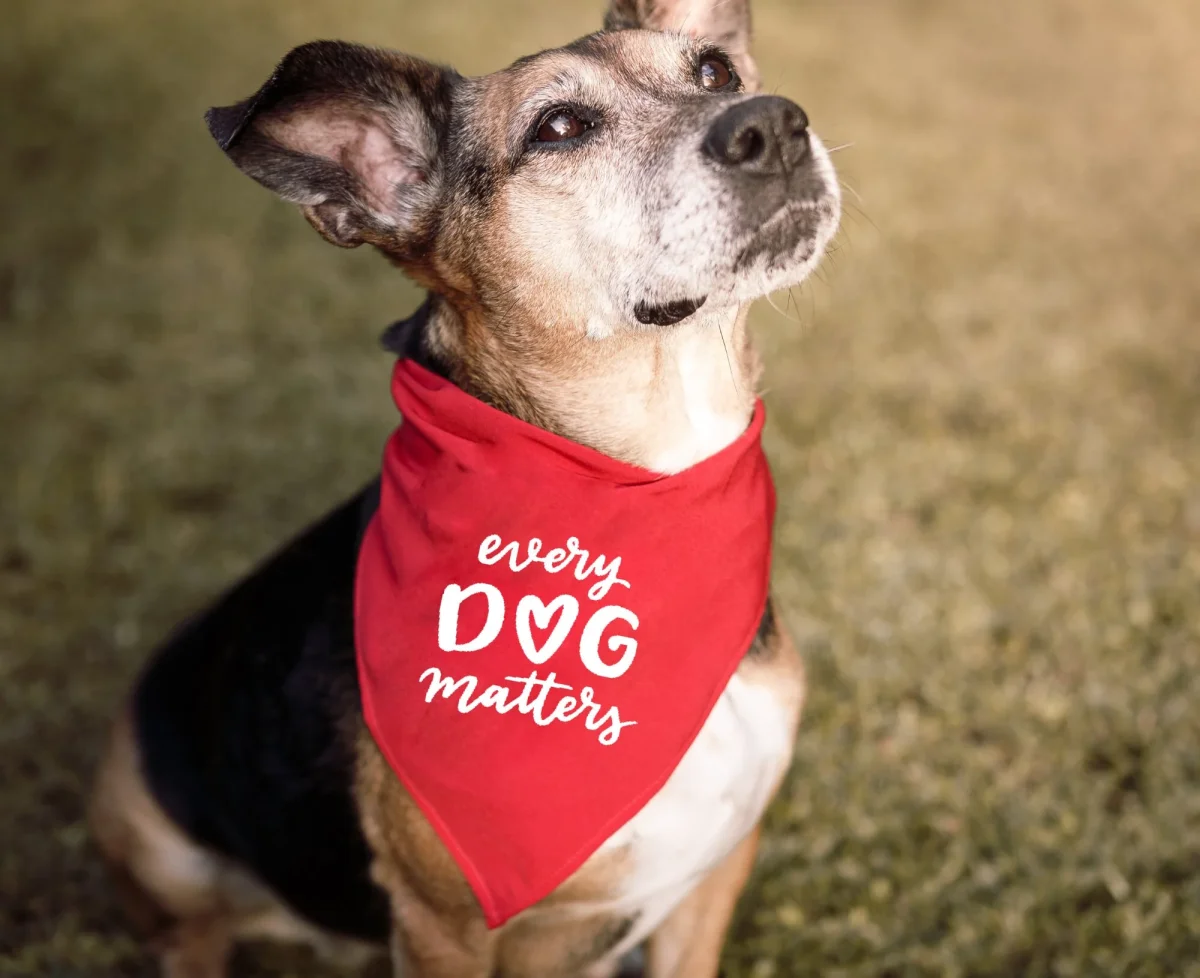 59 st Dog Mom Skärfiler - Bild 6